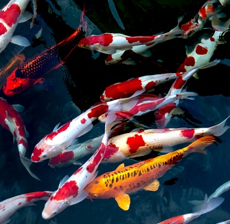 Koi